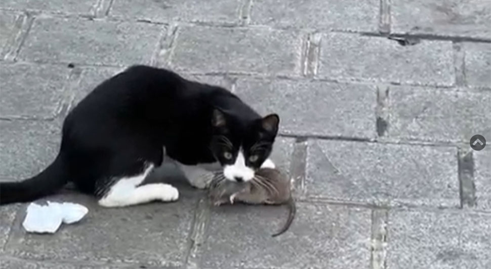 Mačka i miš.jpg